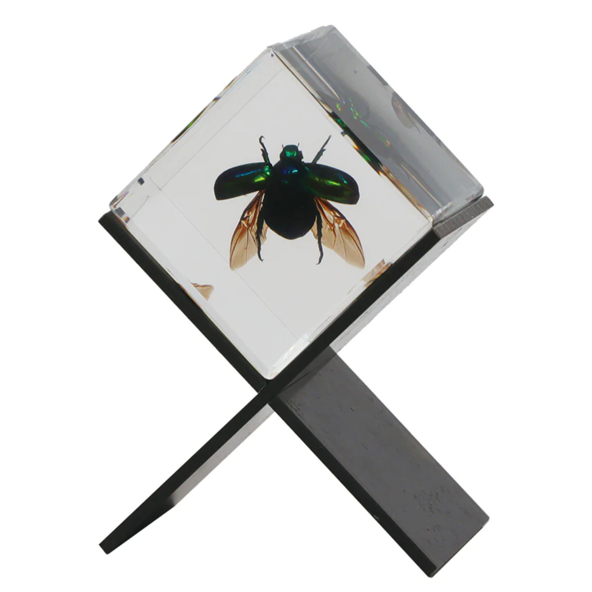 magnet ペーパーウェイト Casimir 昆虫標本 ガラス （ 昆虫 標本 虫