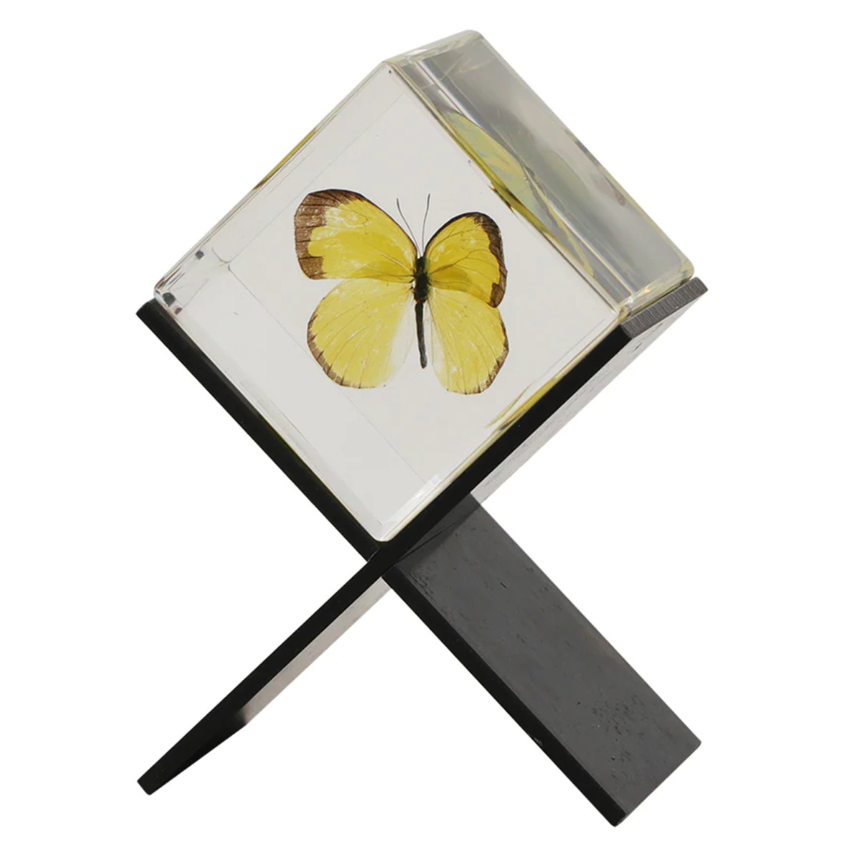 magnet ペーパーウェイト Casimir 昆虫標本 ガラス （ 昆虫 標本 虫