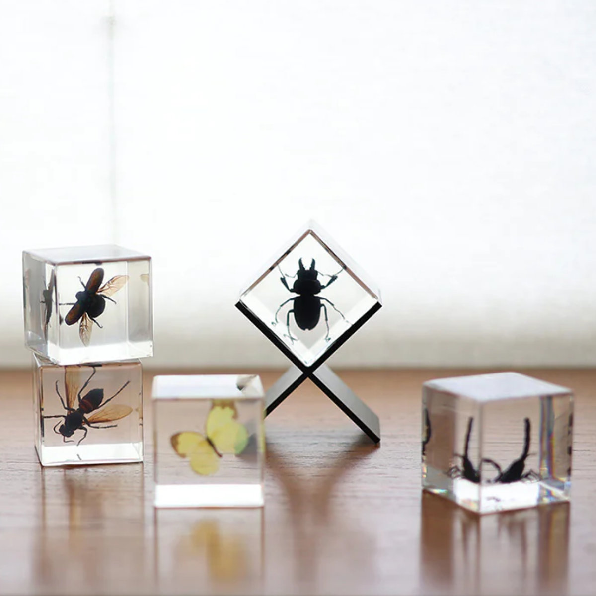 昆虫標本 クリスタルガラス magnet ペーパーウェイト Casimir 昆虫標本 ガラス （ 昆虫 標本 虫