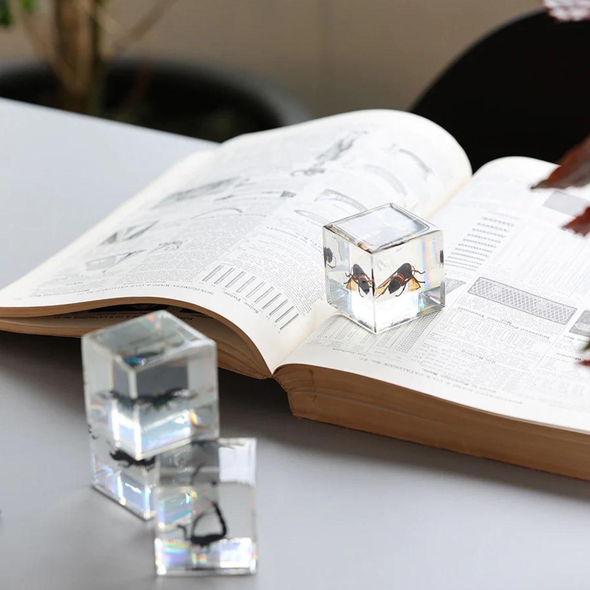 magnet ペーパーウェイト Casimir 昆虫標本 ガラス （ 昆虫 標本 虫