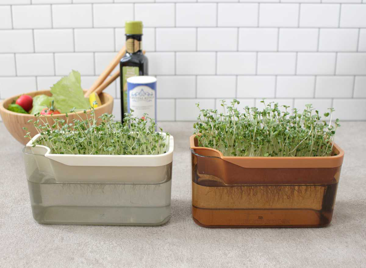 栽培キット ベジマジ そだてる ( 室内 日本...の詳細画像4