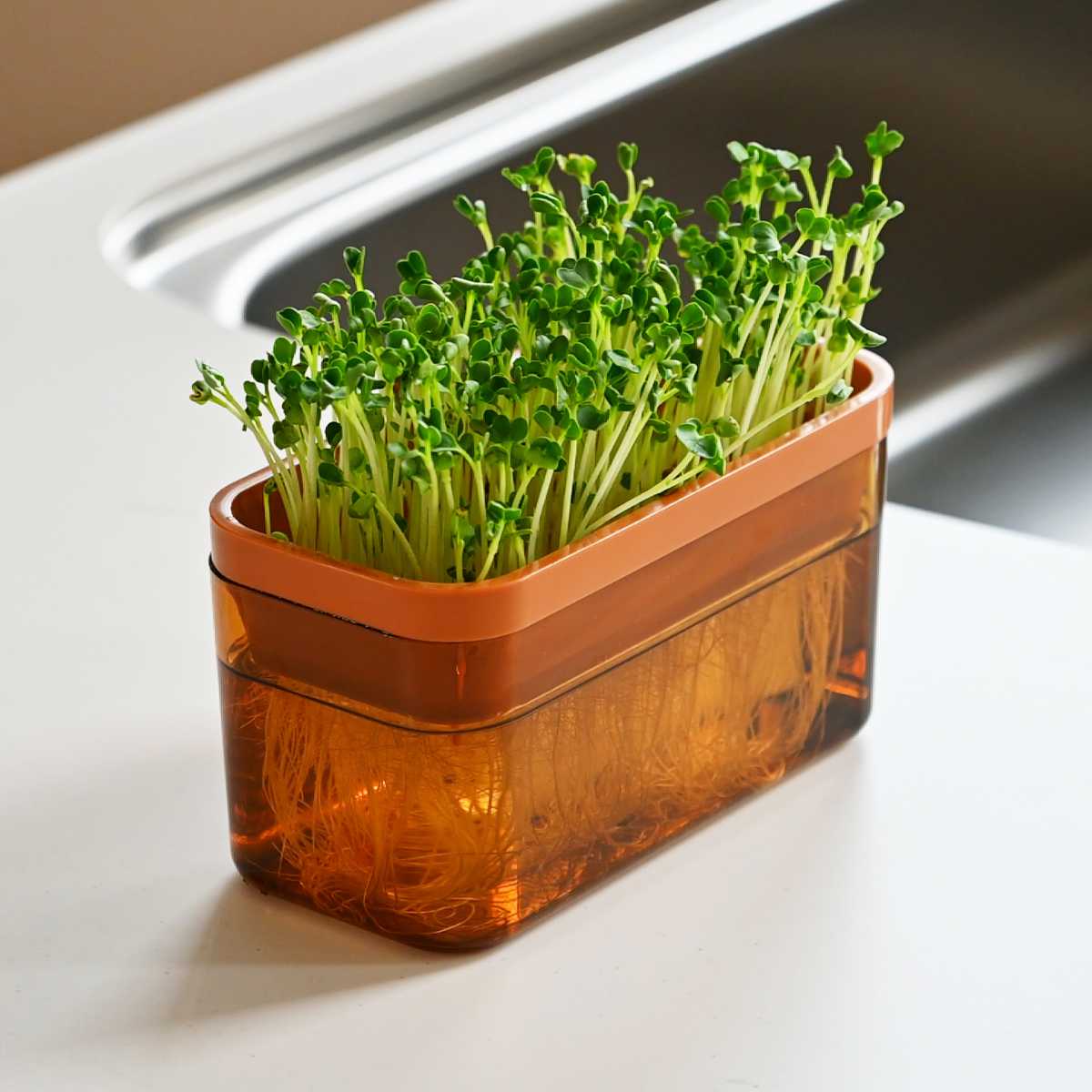 栽培キット ベジマジ そだてる ( 室内 日本...の詳細画像5