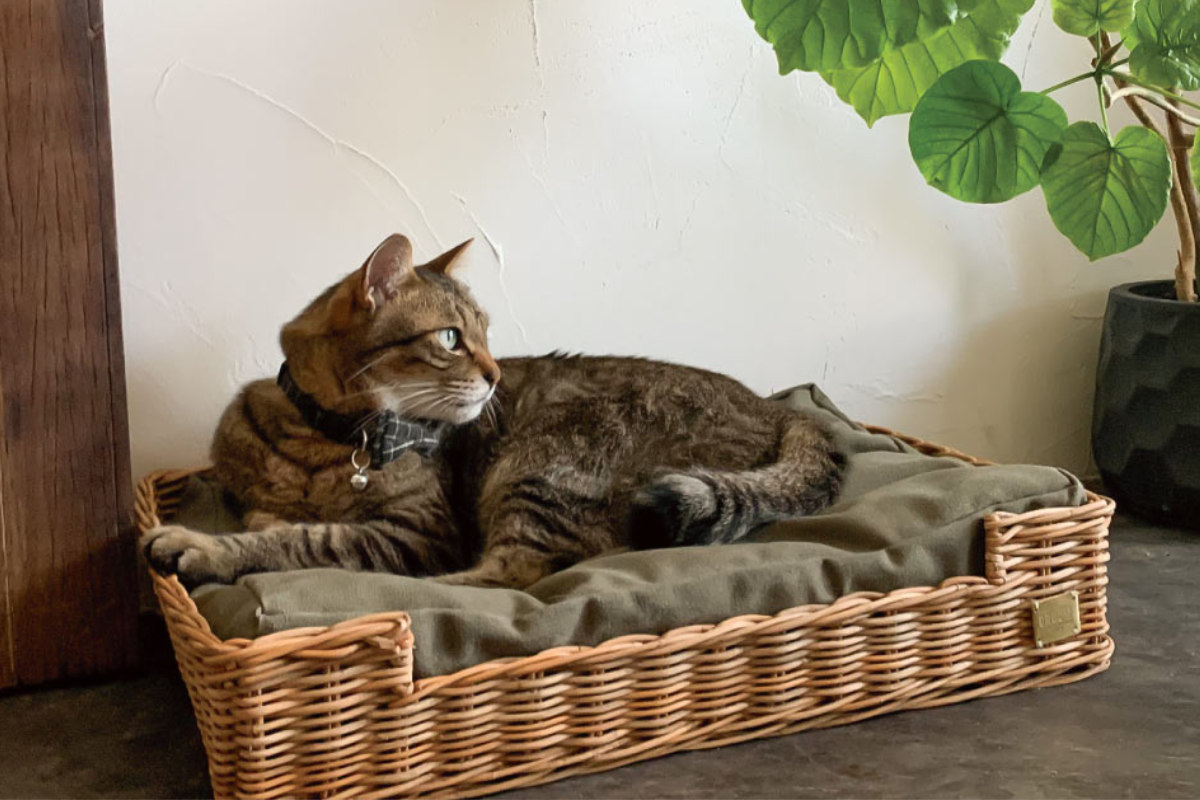 Creer ベッド 猫 四角 ラタン クッション付き 洗える （ ペットベッド