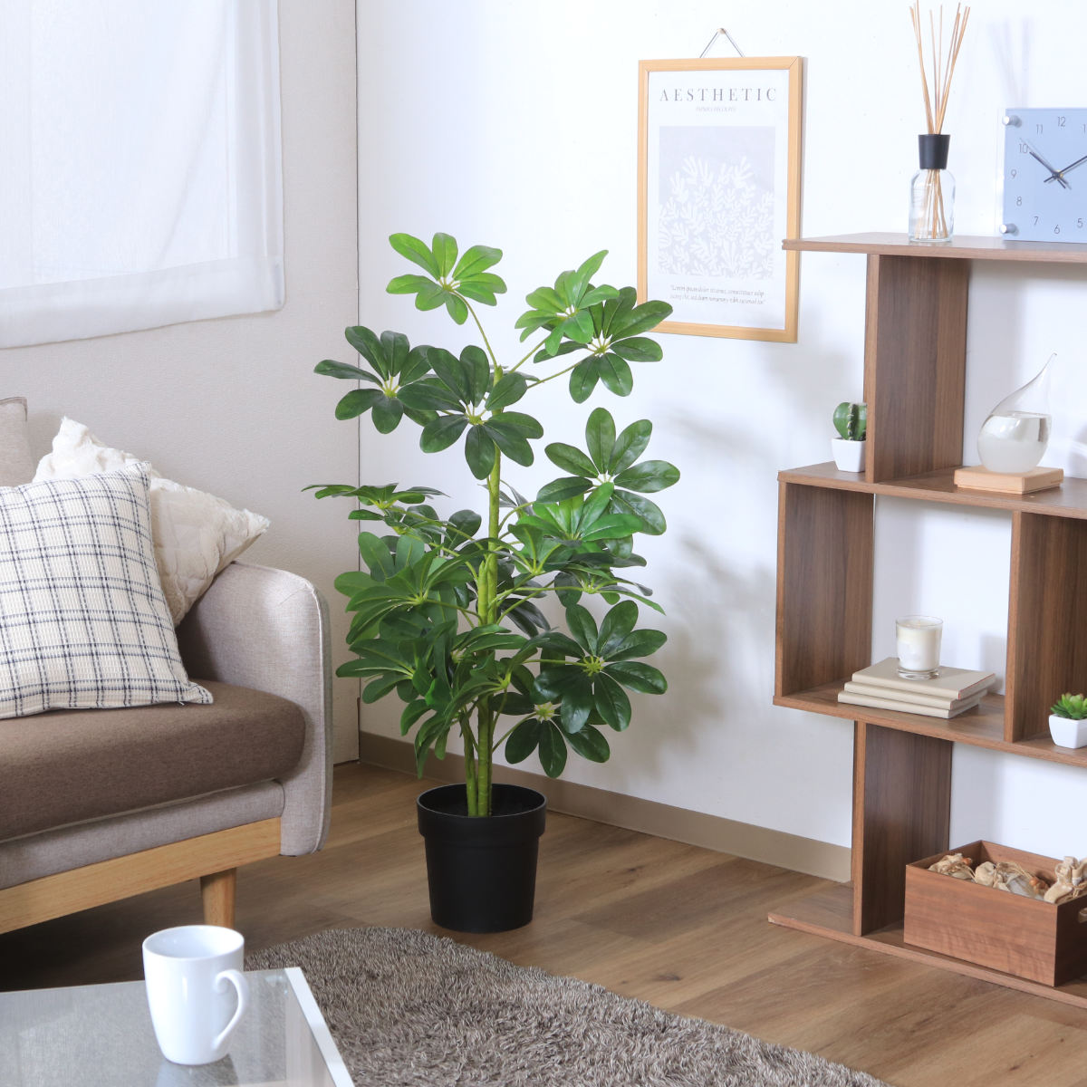 12レア　希少　縁起物　親木ヤドリギ　 ◉2色付き　実沢山❗️ ヤドリフカノキ 育て方｜おしゃれな家具通販ならMUTUKIへ