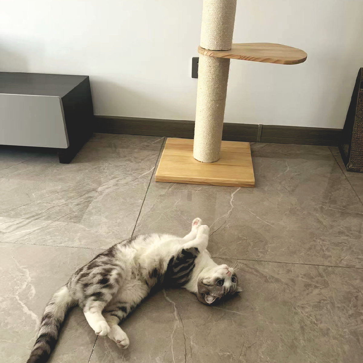 キャットタワー ねこぞく ブーレ 木製 突っ張り スリム （ キャット