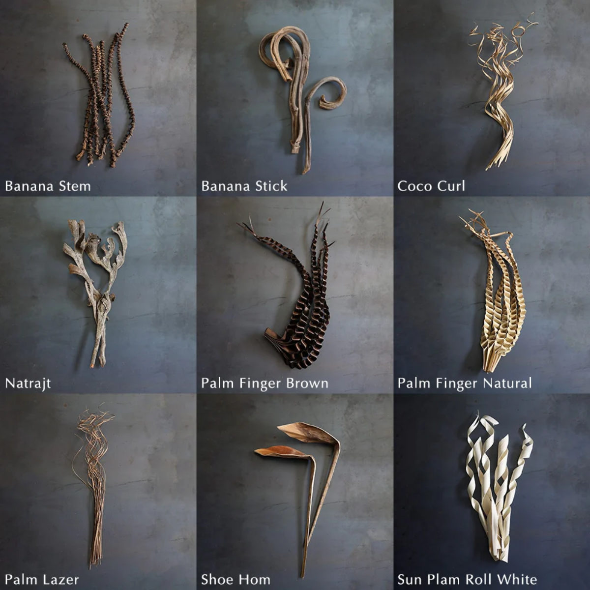 magnet ドライフラワー CASTO PALM LAZER NATURAL （ パーム ヤシ 枝