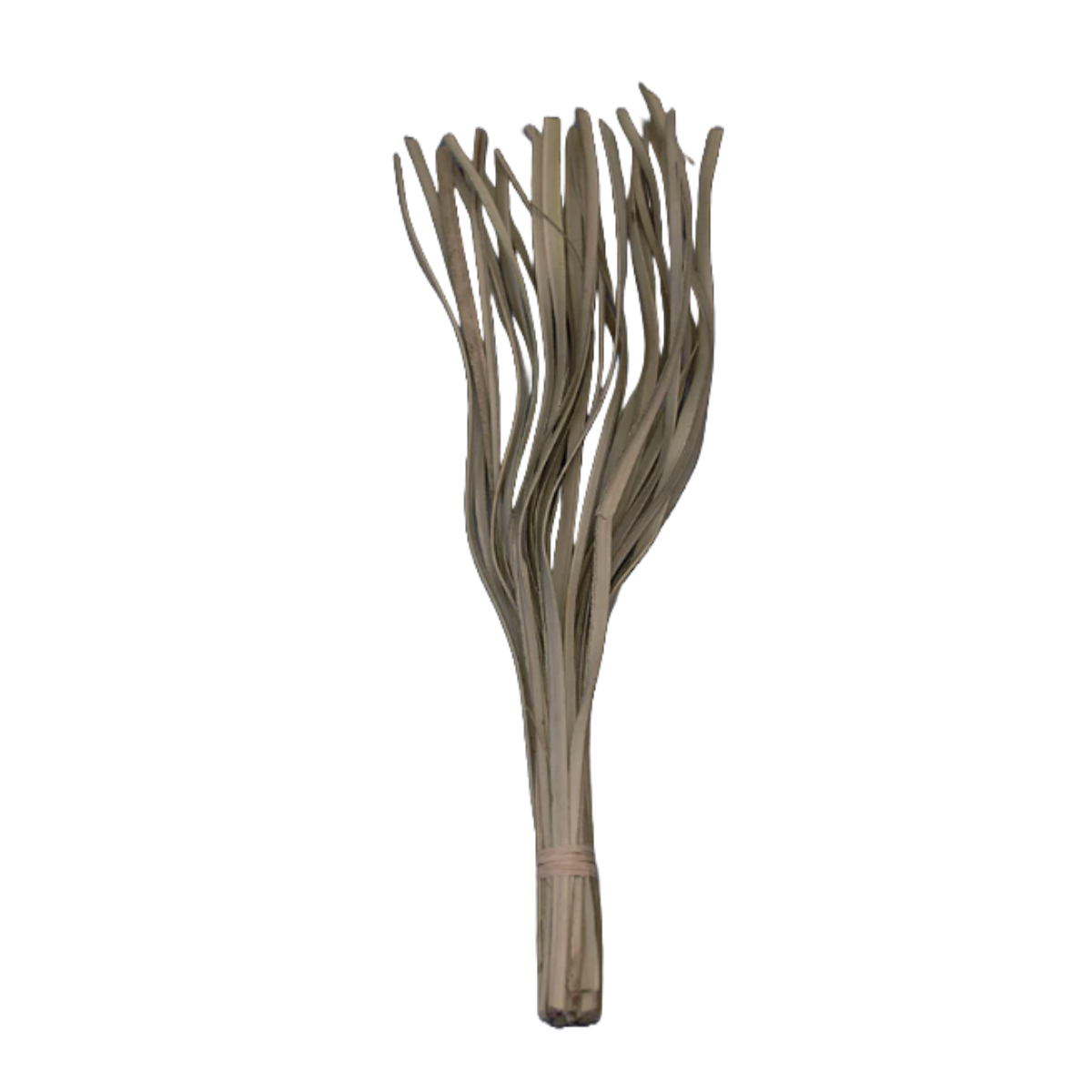 magnet ドライフラワー CASTO PALM LAZER NATURAL （ パーム ヤシ 枝