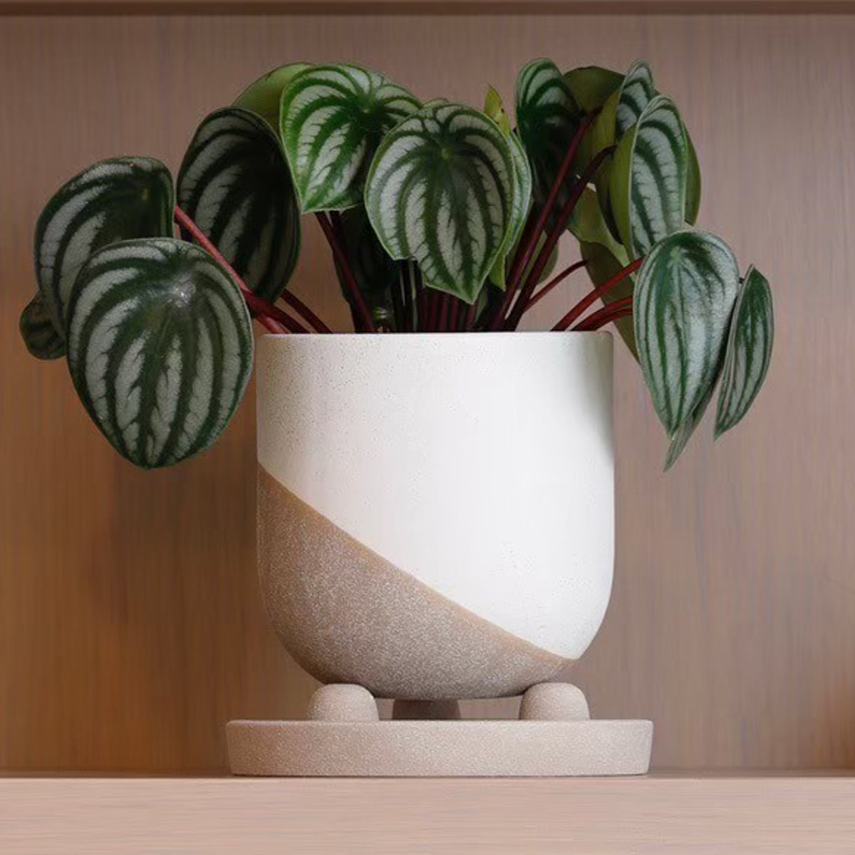 植木鉢 レヒーポット Dタイプ 受け皿付き （ フラワーポット プラント
