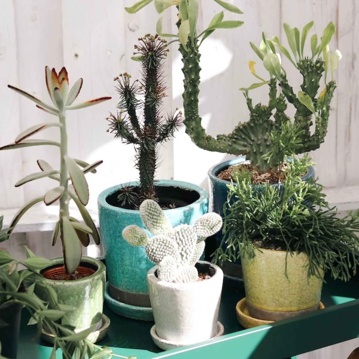 DULTON（ダルトン） フラワーポット カラー グレーズド ポット 5号鉢