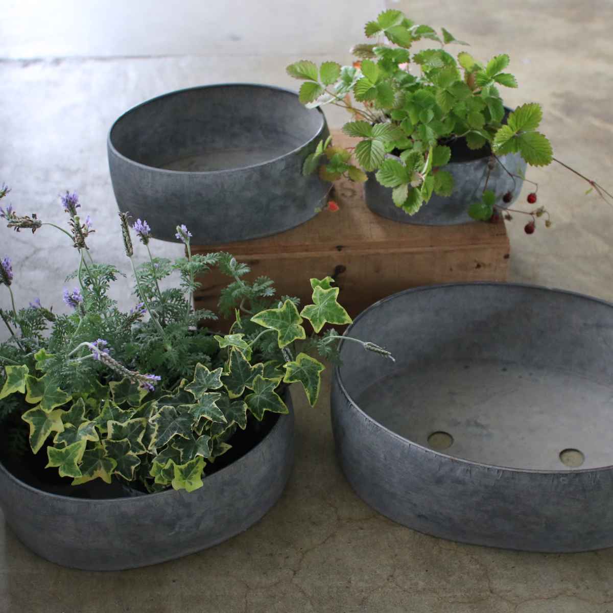 塊根植物（鉢、プランターカバー）｜園芸用品 | 花、ガーデニング の