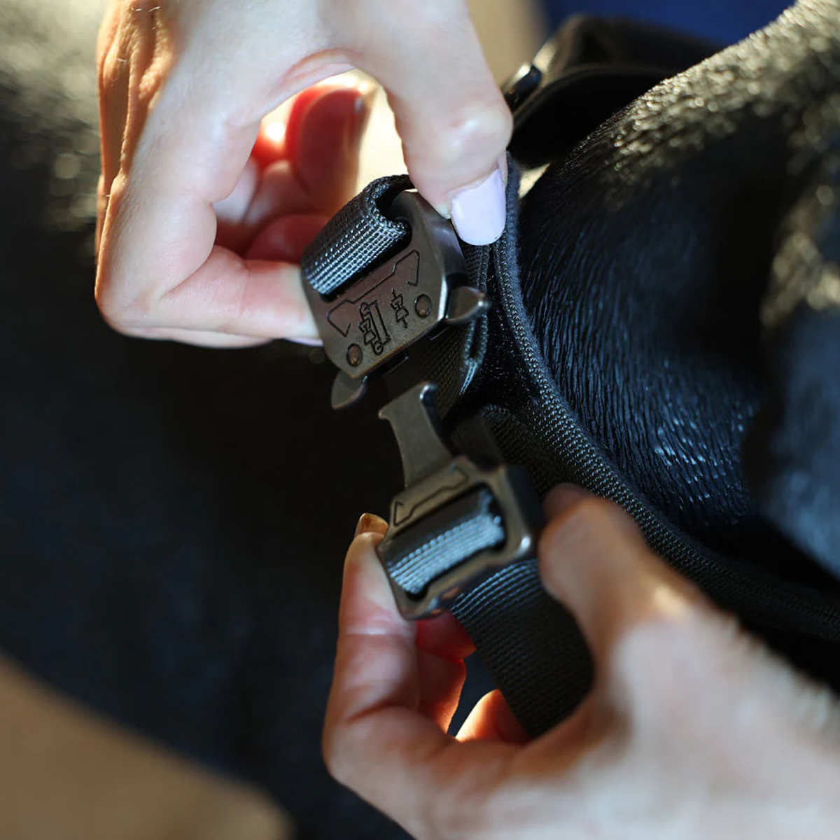ペット 犬 Noble Collar Black 首輪 （ 犬用 犬用首輪 散歩 ペット用品