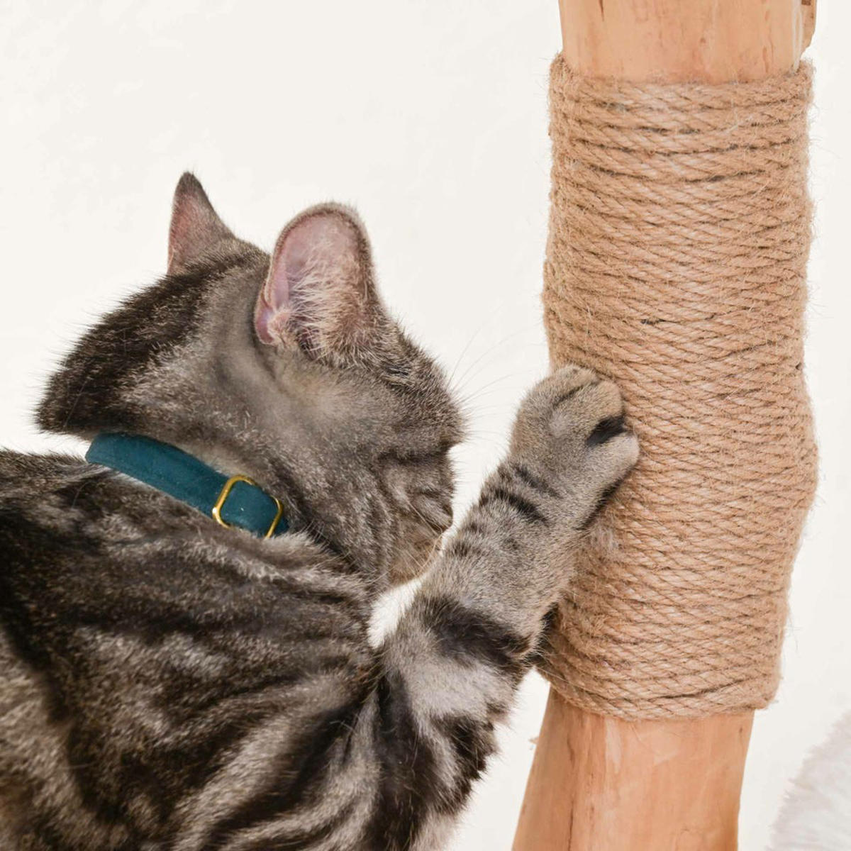 キャットタワー 流木 据え置き （ キャットツリー 猫タワー 天然木 爪