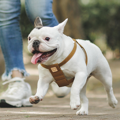 QUCHITAP クチタプ CEBONNERコレクション ハーネス 胴輪 全2サイズ 犬