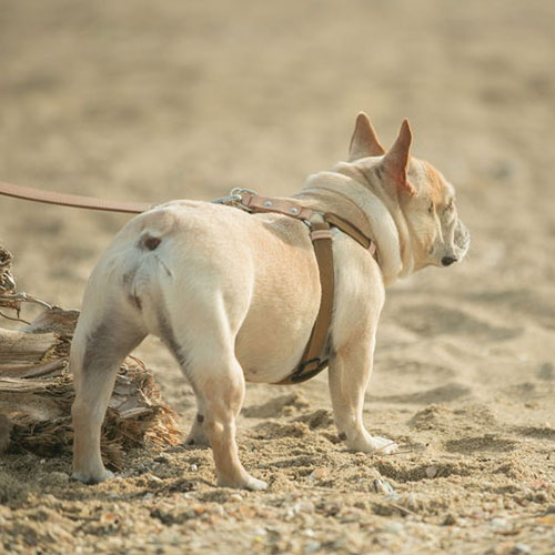 QUCHITAP クチタプ CEBONNERコレクション ハーネス 胴輪 全2サイズ 犬