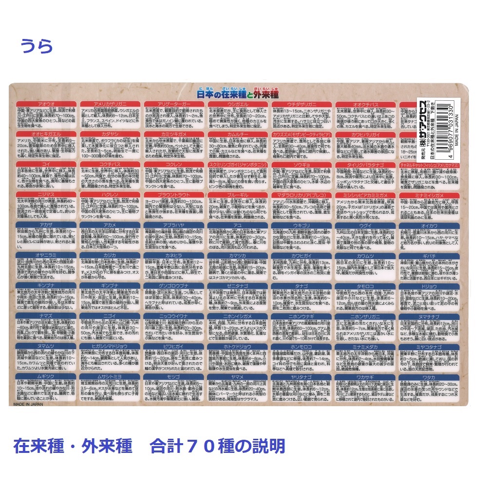 在来種と外来種下敷きうら