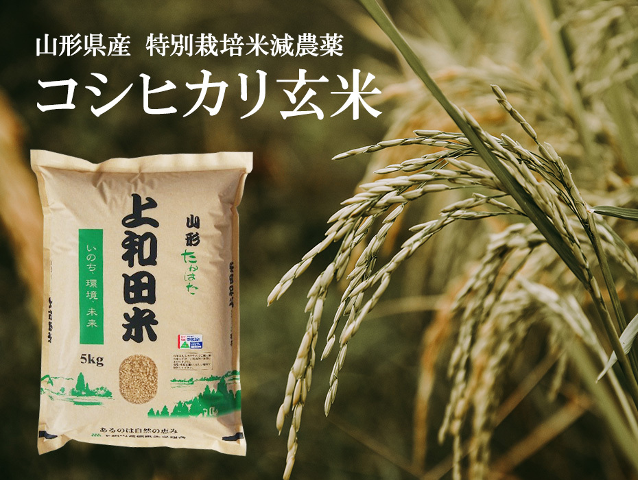 コシヒカリ 山形県産 コシヒカリ玄米 5kg 令和6年度産 特別栽培