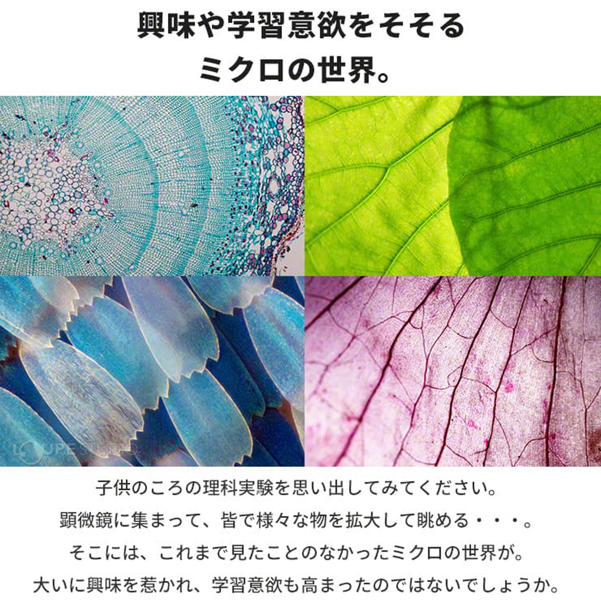 興味や学習意欲をそそるミクロの世界 