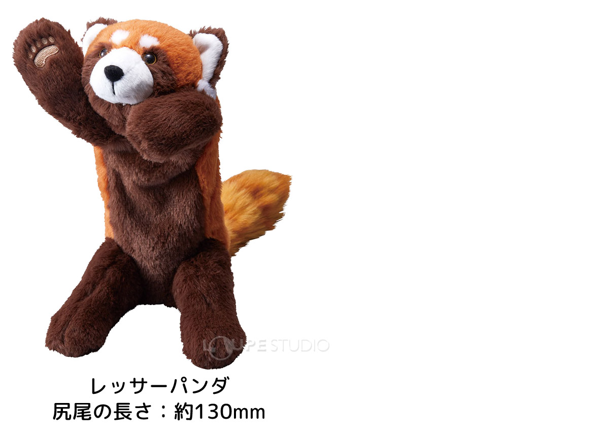 レッサーパンダ 