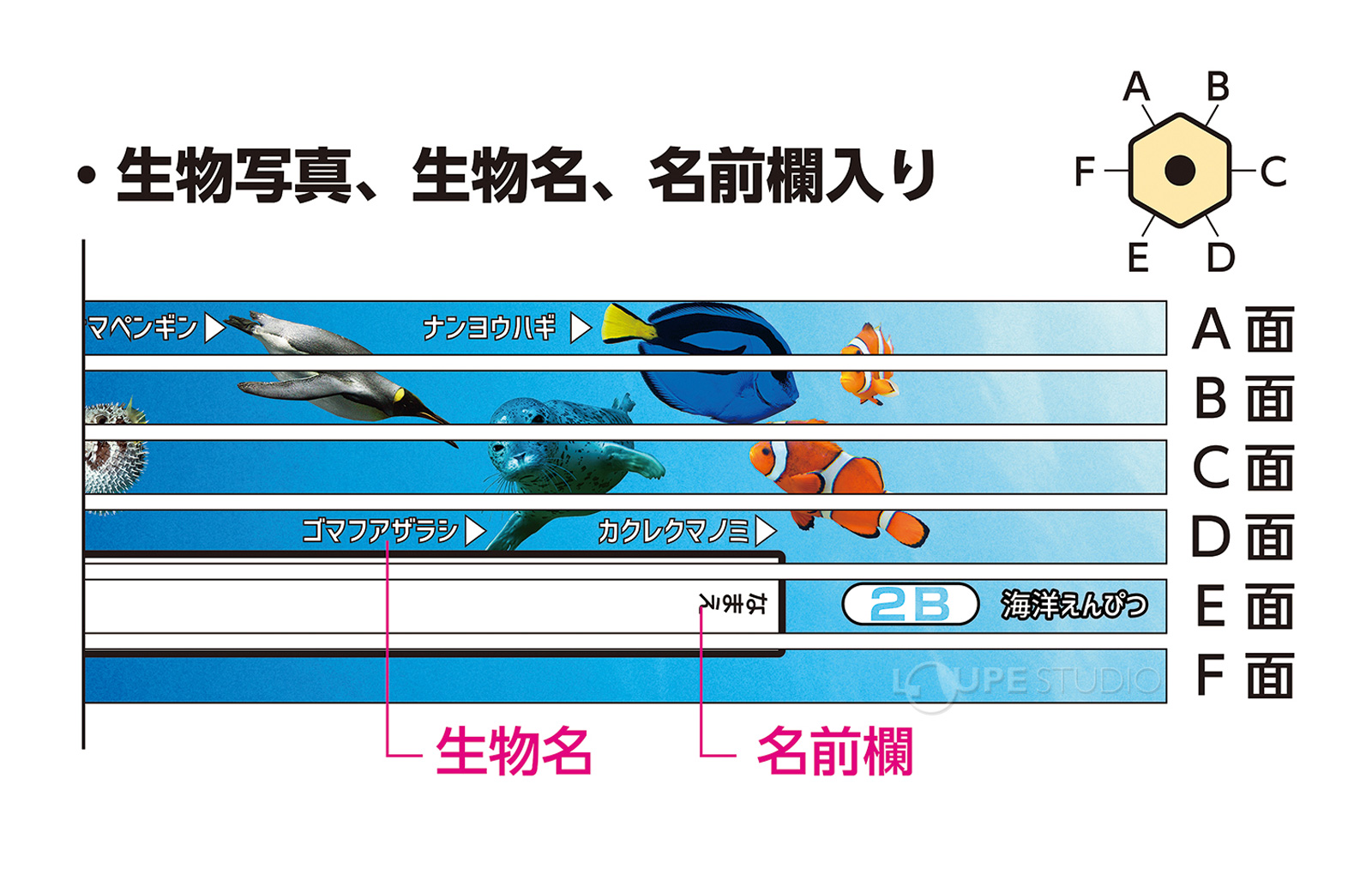 生物写真、イラスト、生物名付 