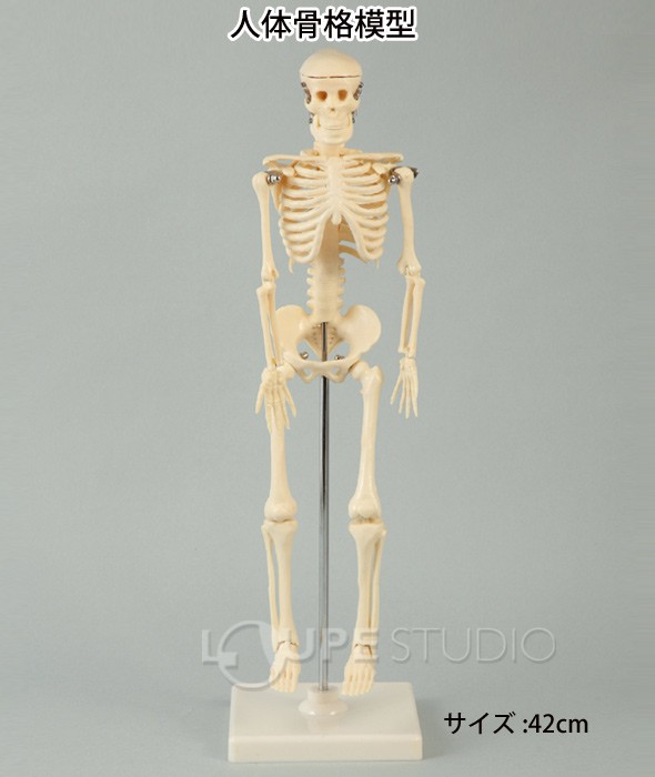 人体骨格模型 42cm 