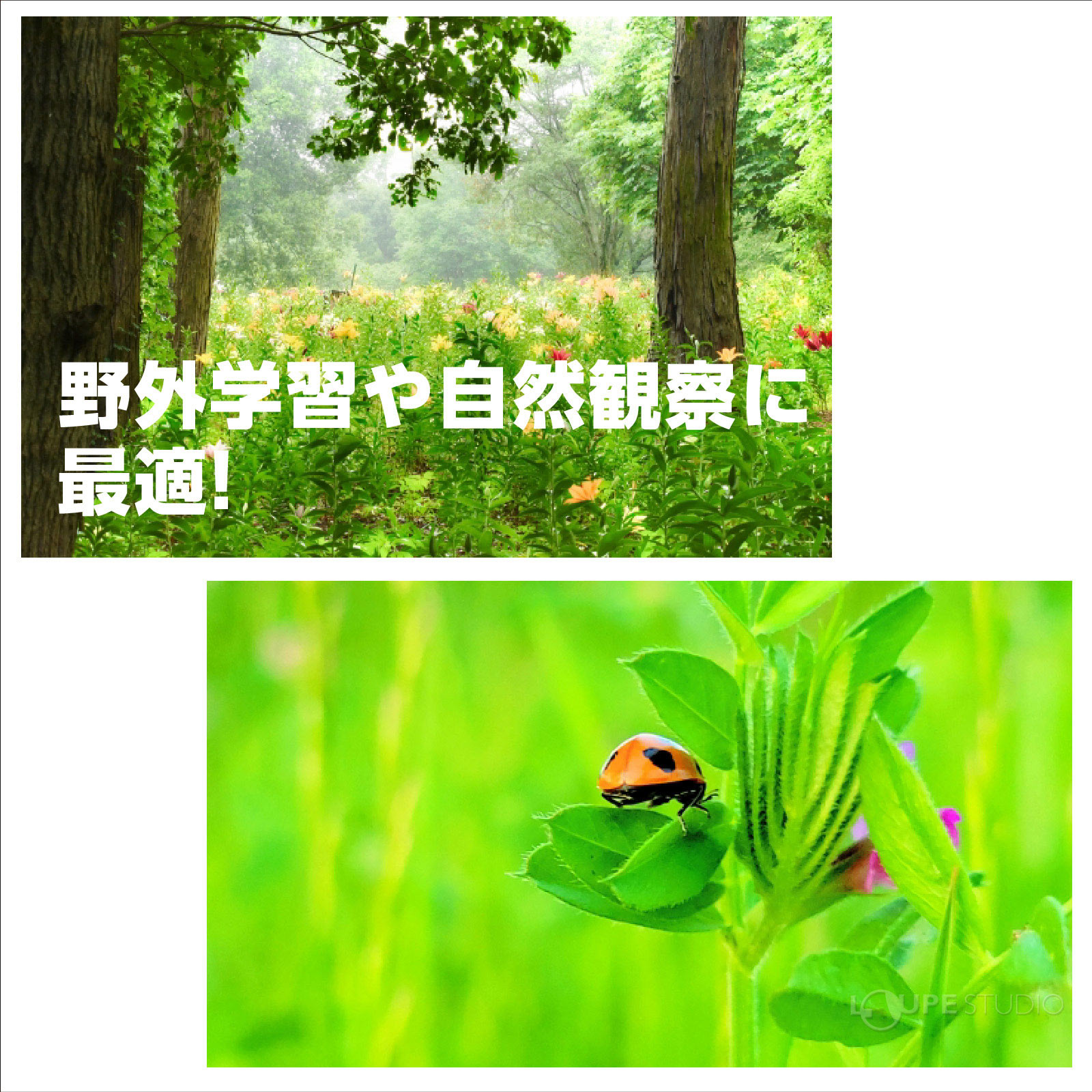 野外学習や自然観察に最適 