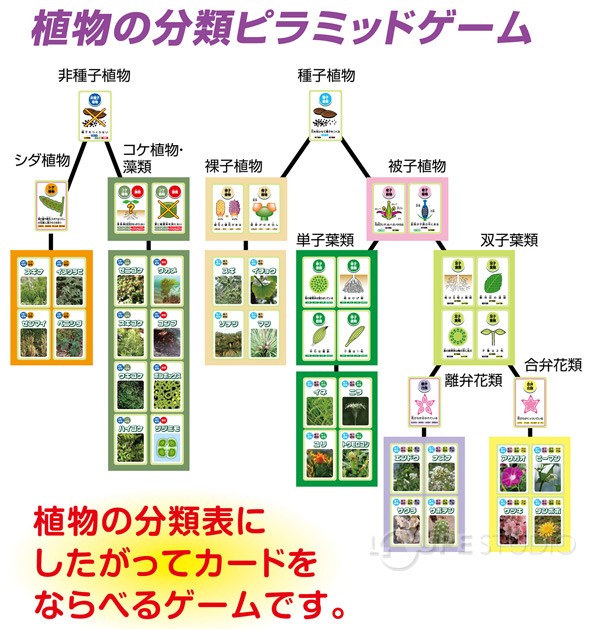 50 素晴らしい中 1 理科 植物 植物の分類表 最高のカラーリングのアイデア