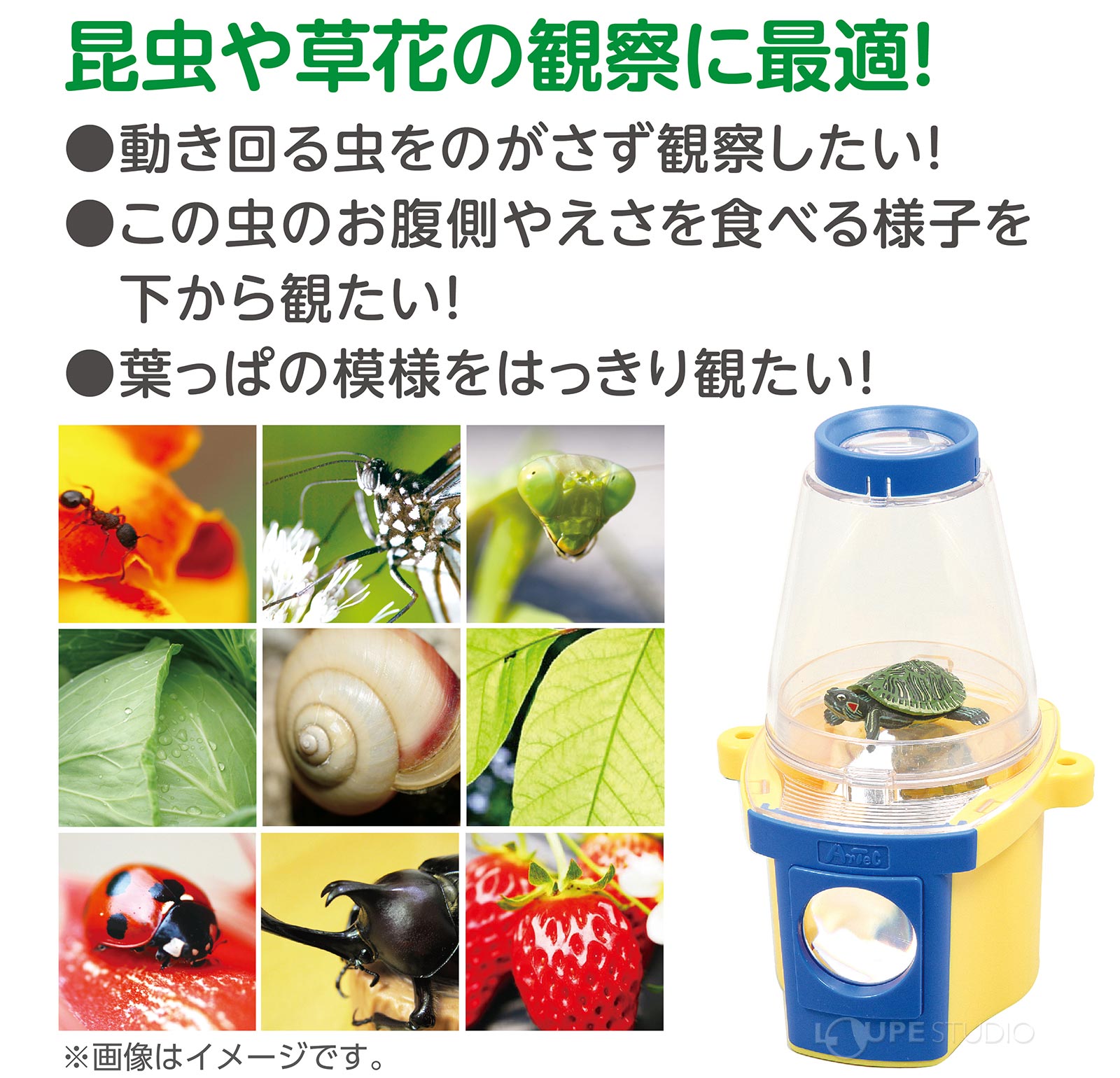 2方向から観察できる 