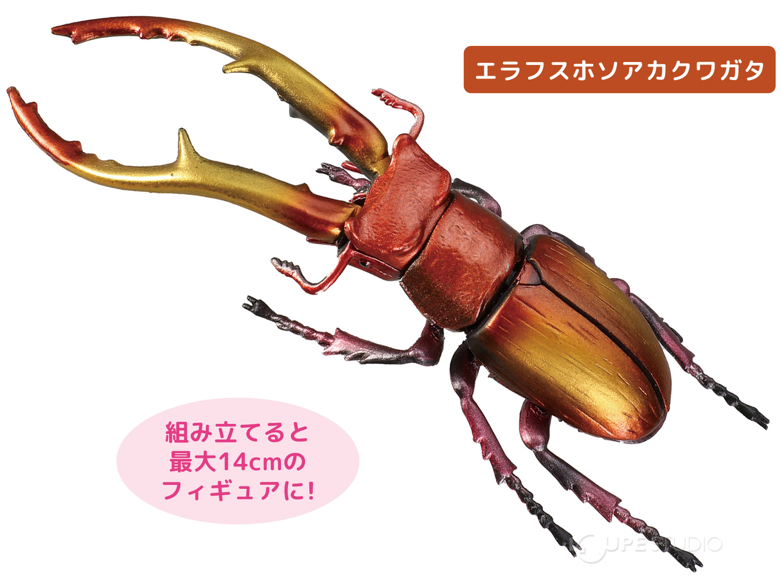 エラフスホソアカクワガタ 