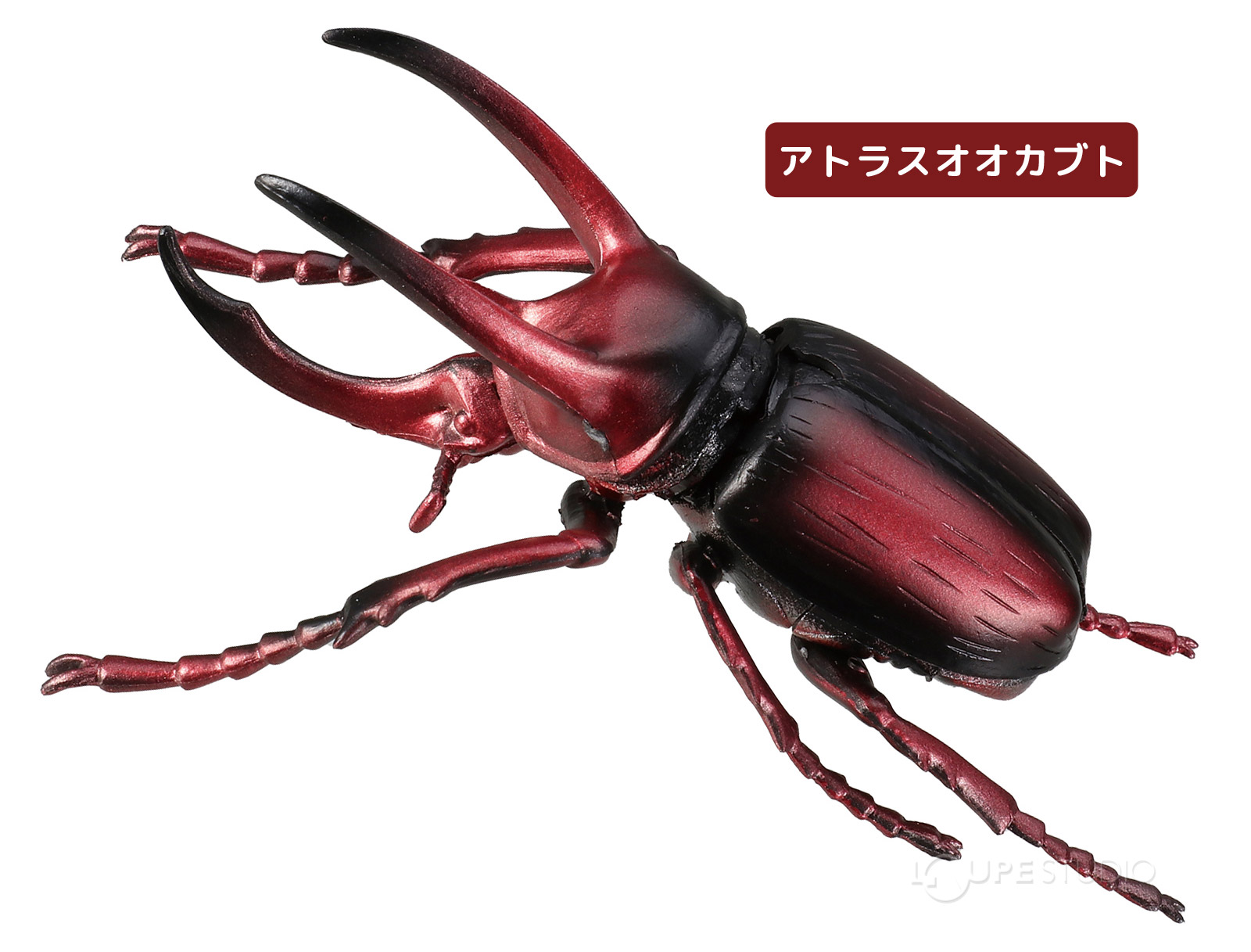 アトラスオオカブト 