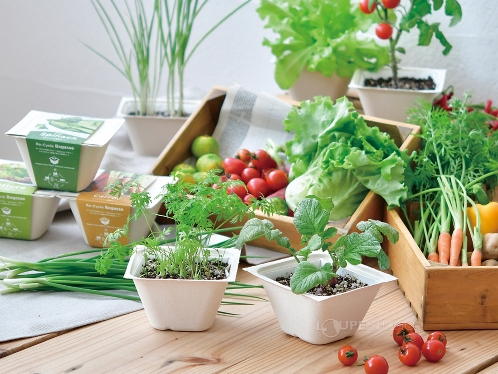 バガス栽培セット