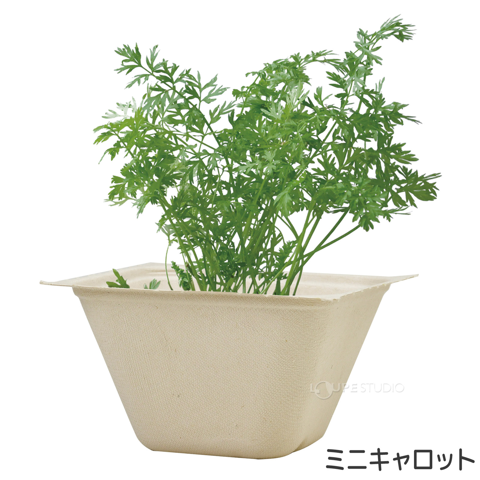 ミニキャロット