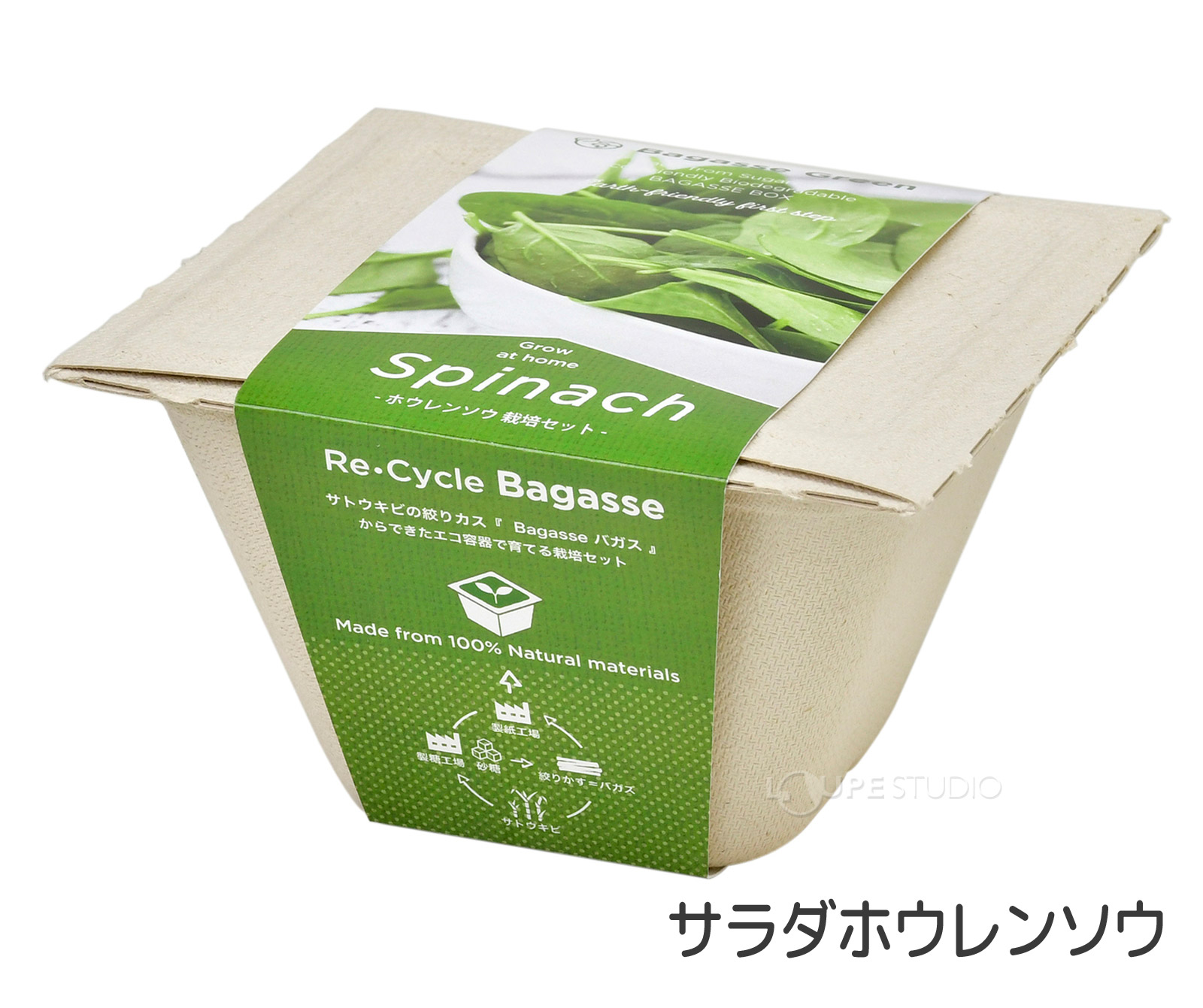 サラダホウレンソウ