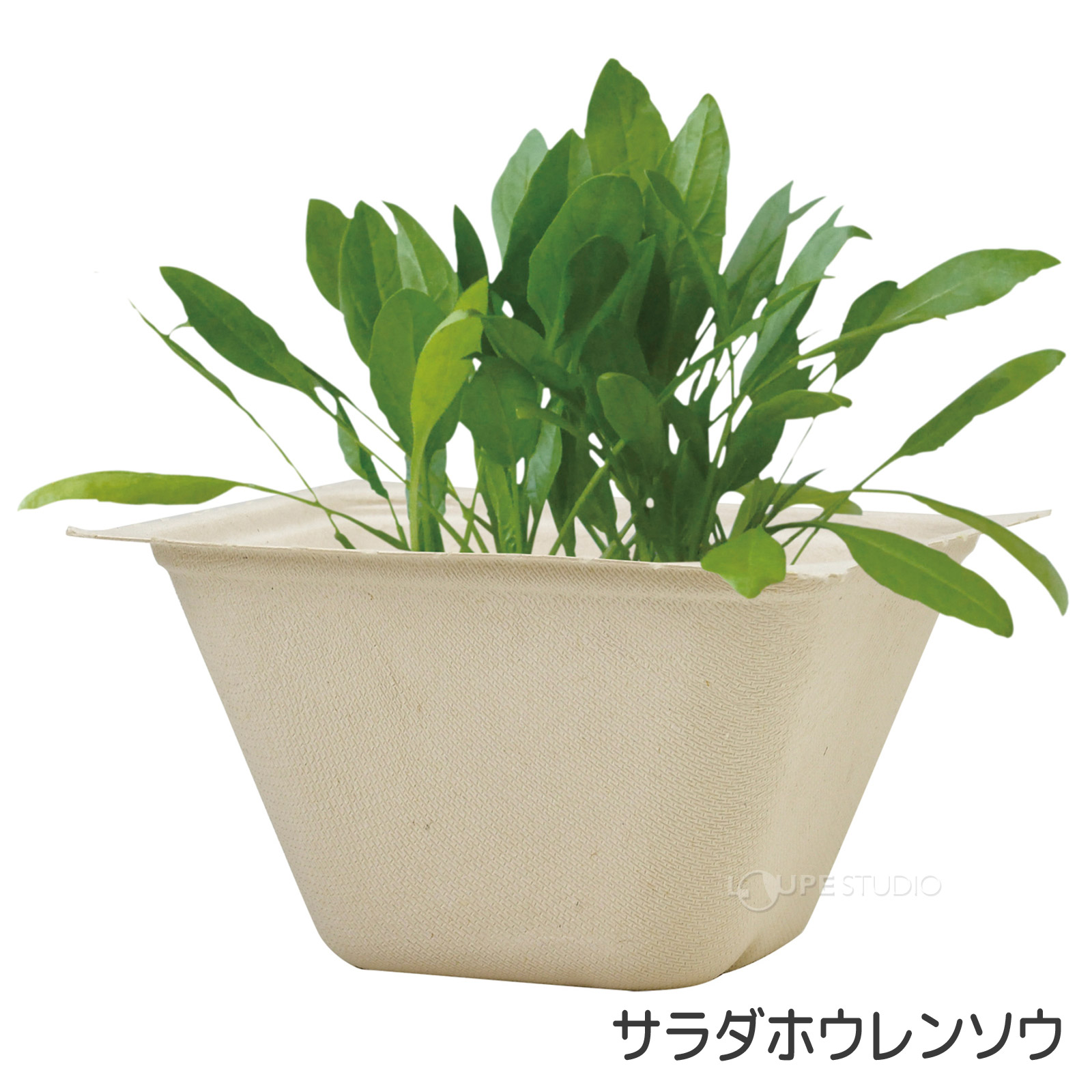 サラダホウレンソウ