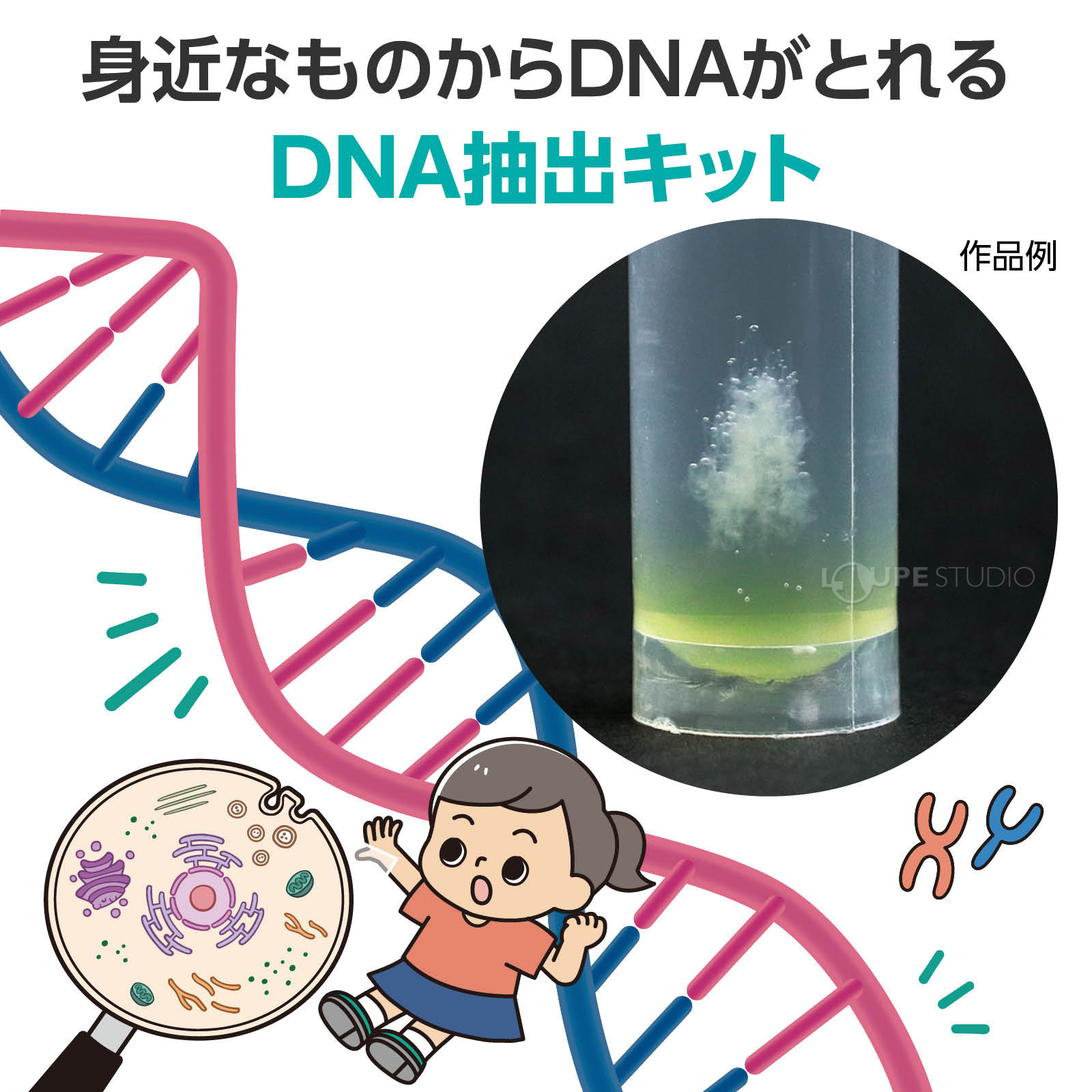 1日で身近なものからDNAを取り出す実験ができる! 