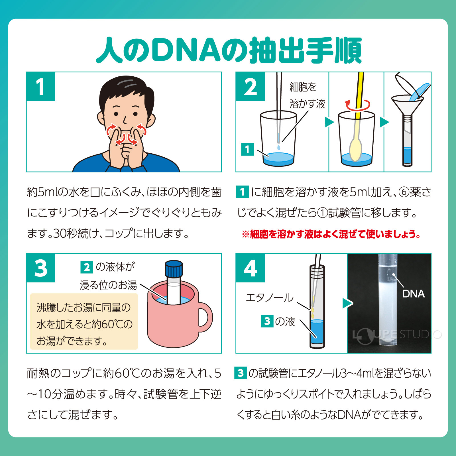 人のDNAの抽出手順 