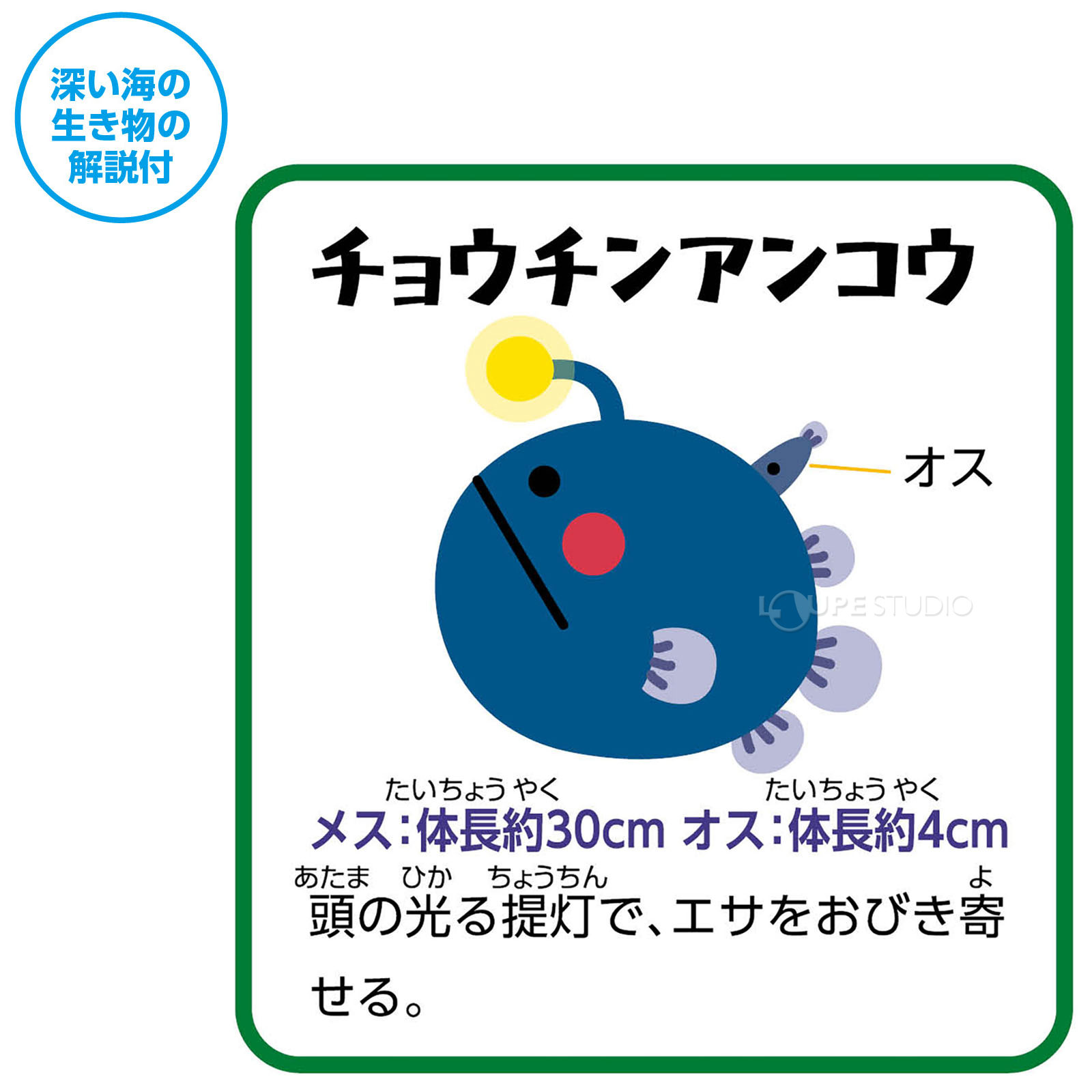 深い海の生き物の解説付 