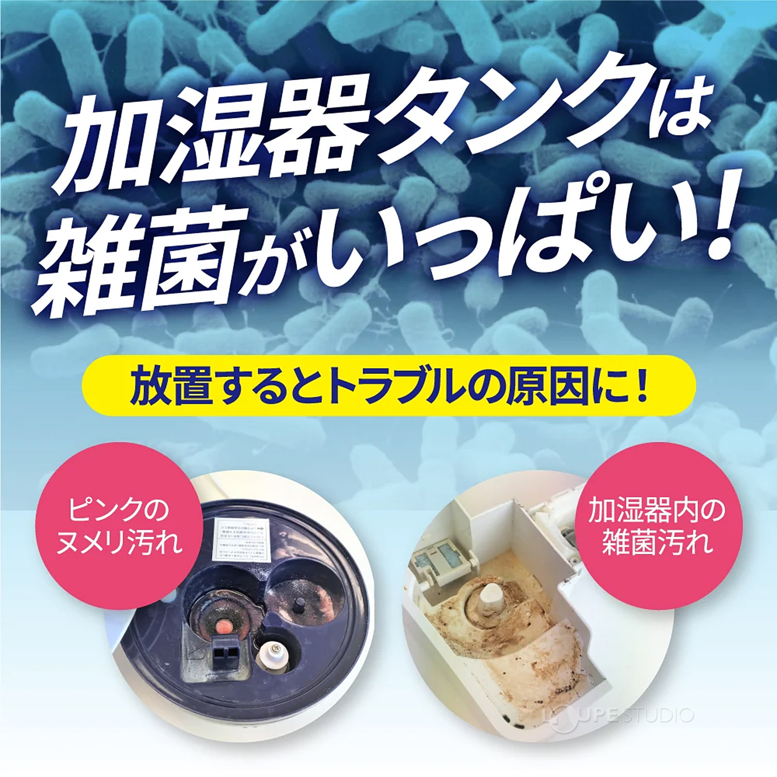 雑菌 
