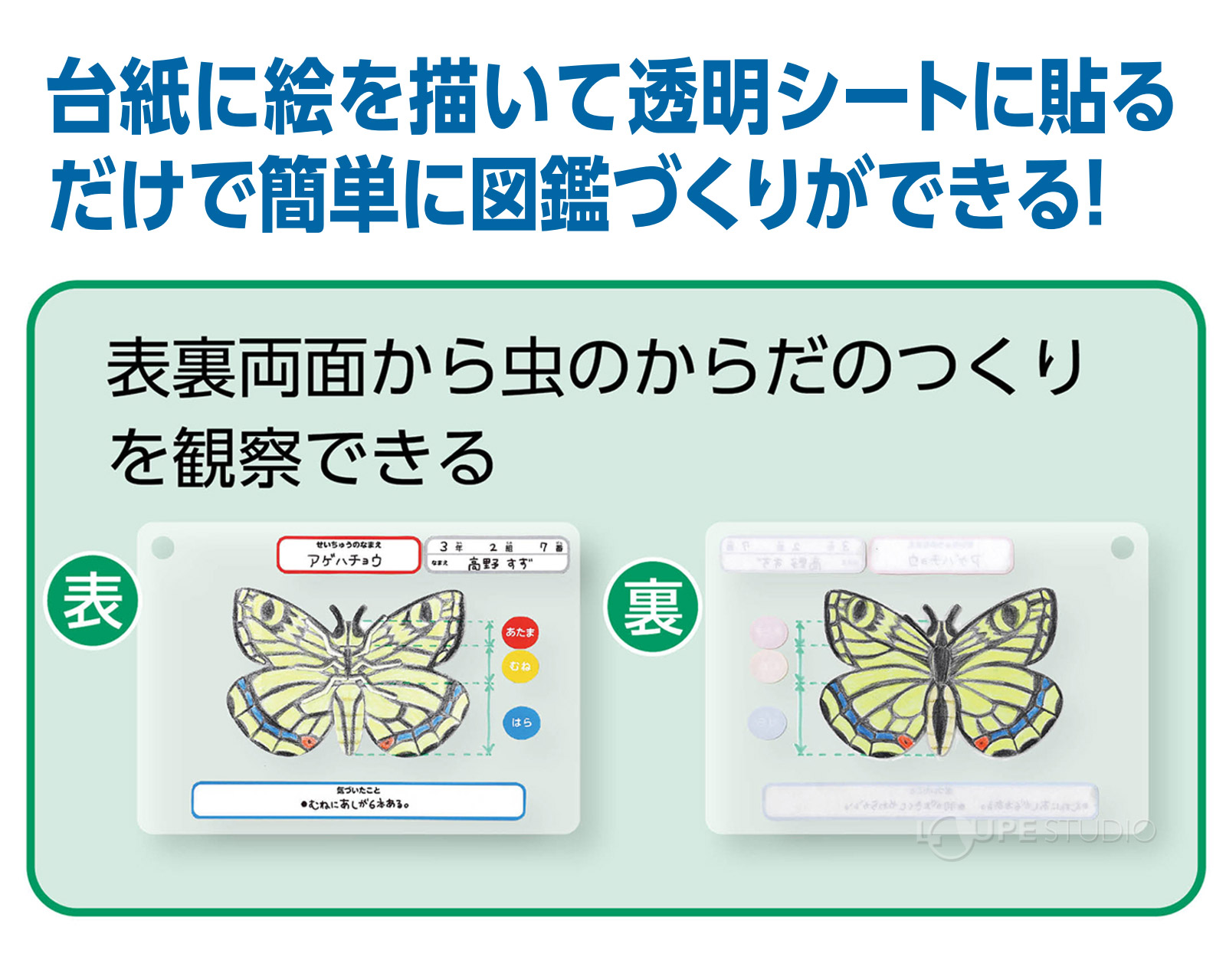 表裏両面から虫のからだのつくりを観察できる 