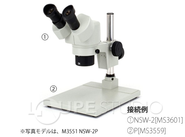 実物のイメージ 