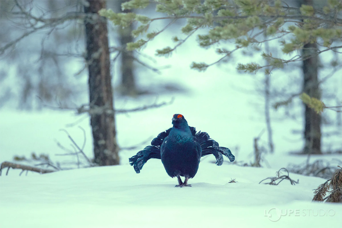 壮観な自然体験 