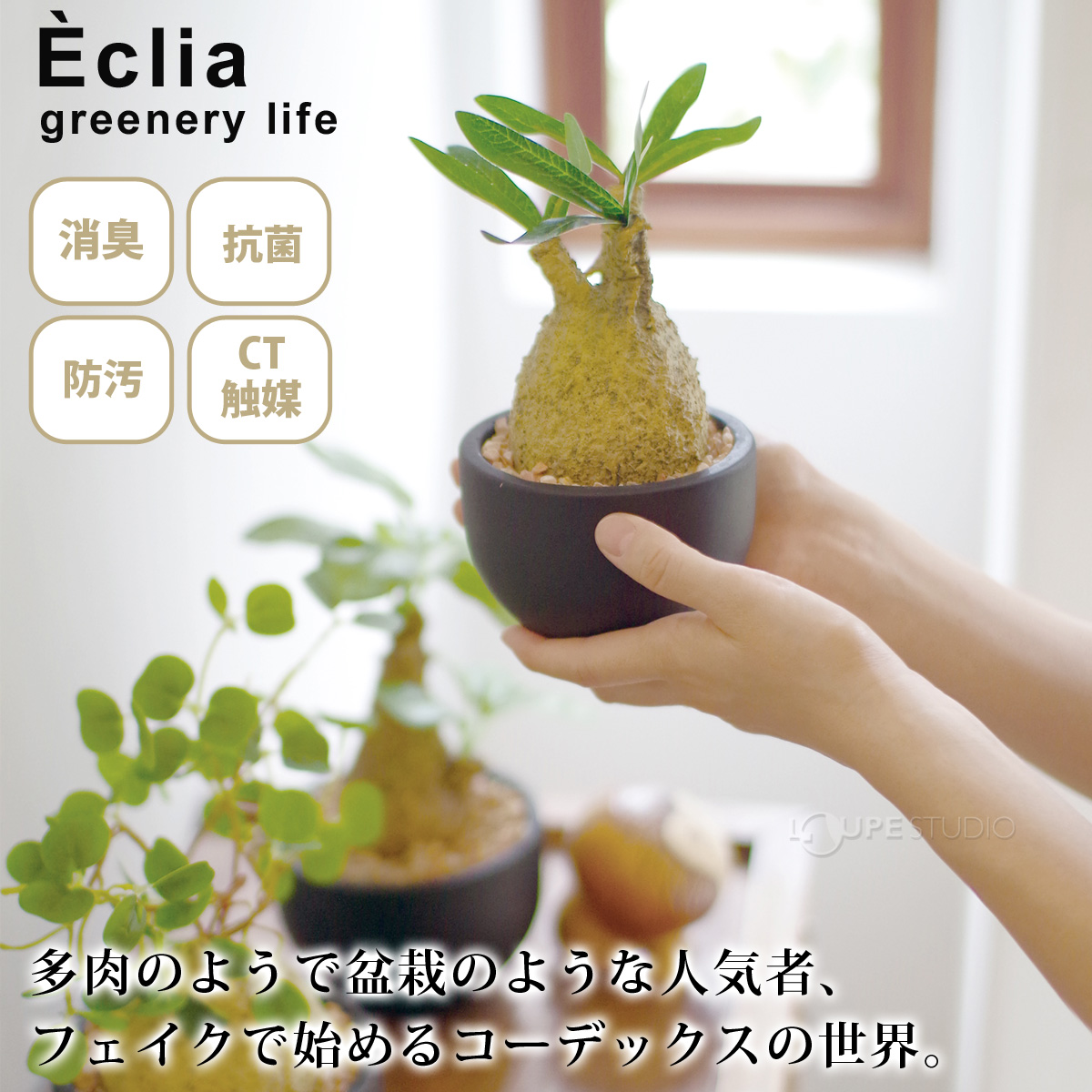 Eclia greenery life