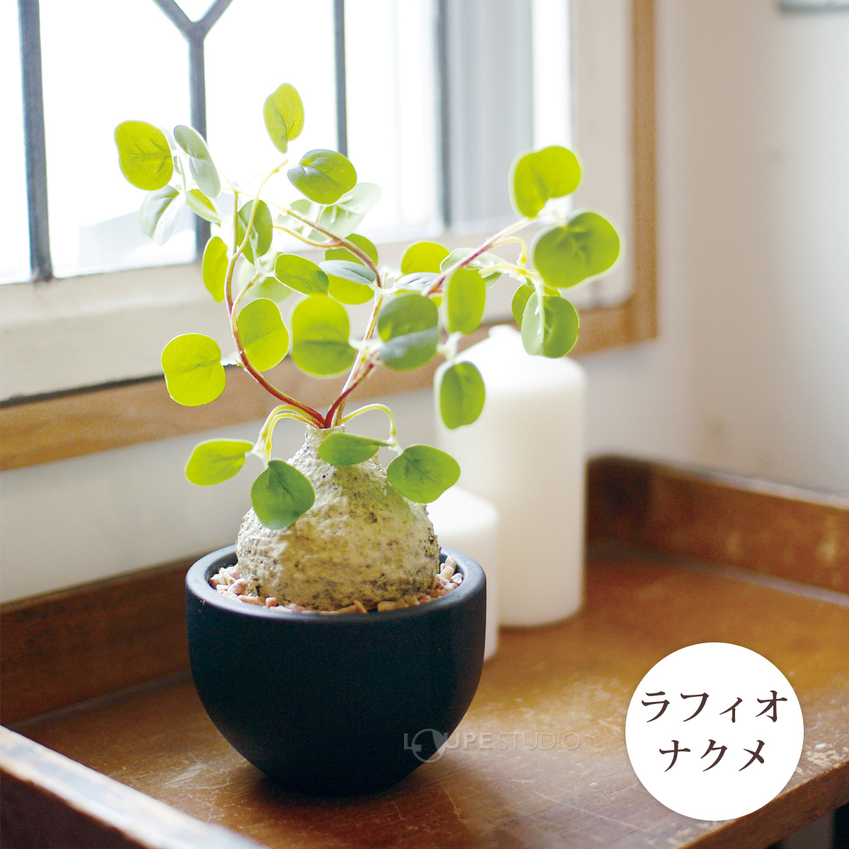 ラフィオナクメ