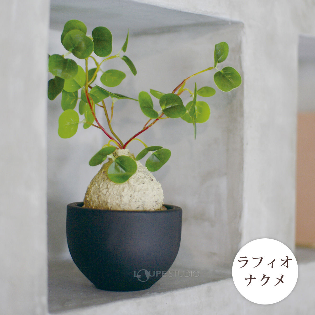 ラフィオナクメ