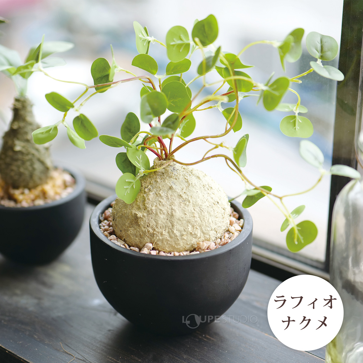 ラフィオナクメ 