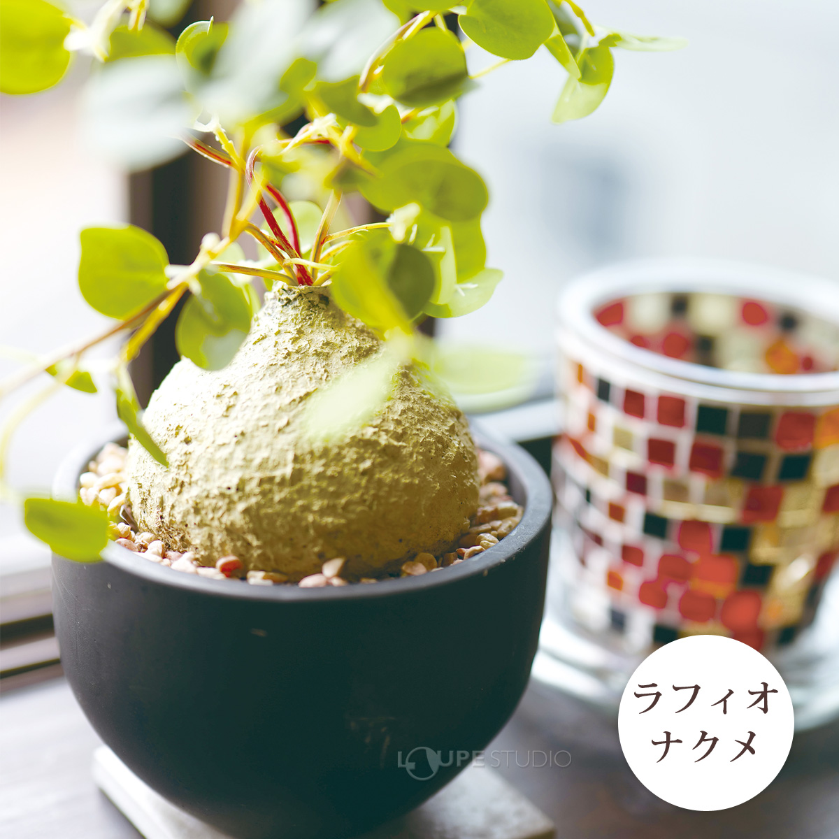 ラフィオナクメ 