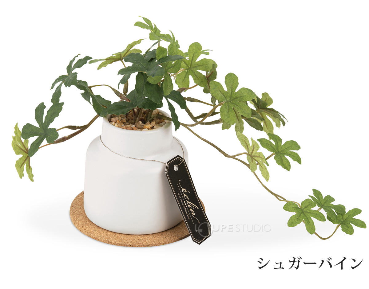 シュガーパイン 