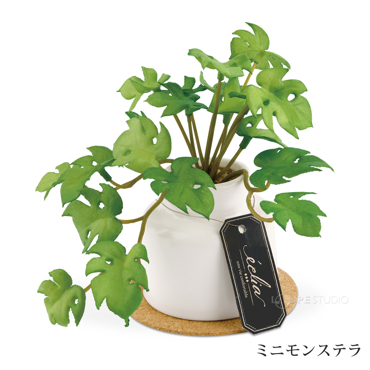 ミニモンステラ 