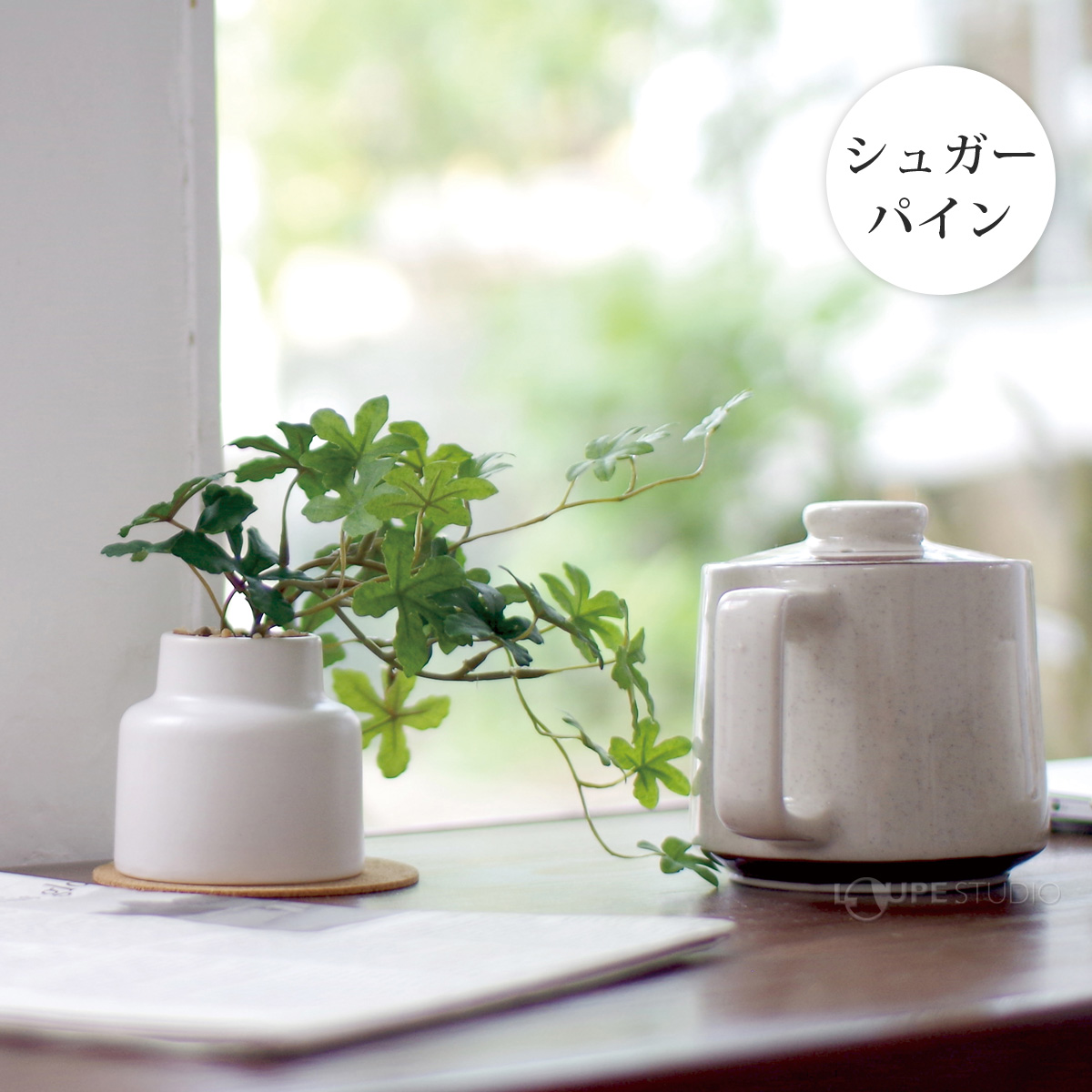 シュガーパイン 