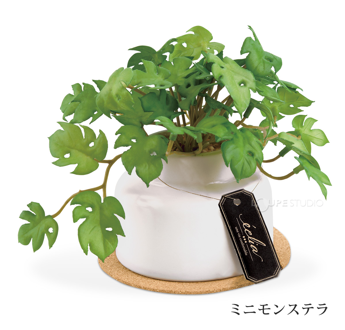 ミニモンステラ