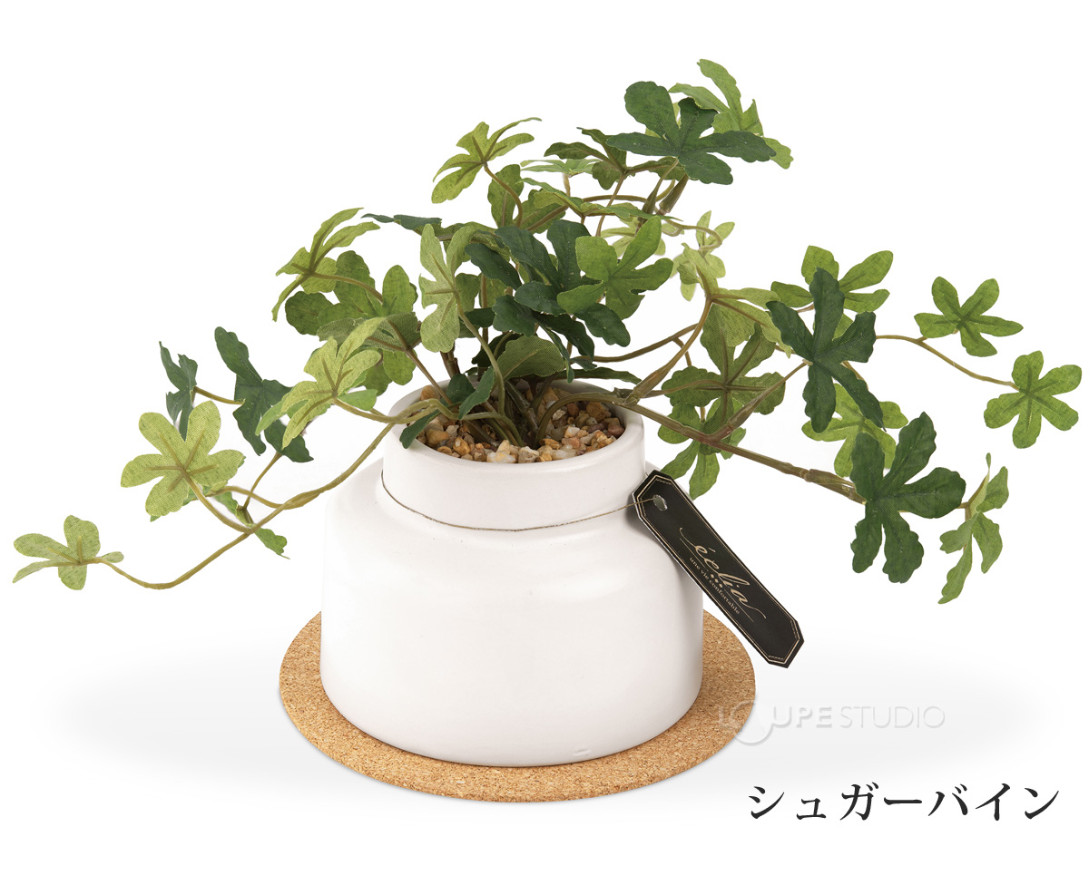 シュガーパイン